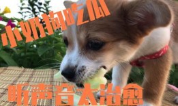 网红吃瓜狗子是谁,揭秘网络红人的神秘魅力